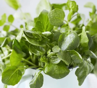 Ανοιξιάτικη σαλάτα με ντρέσινγκ κάρδαμου