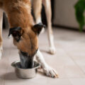 Βήχας σκύλου μετά το νερό: αιτίες και πότε να ανησυχήσετε